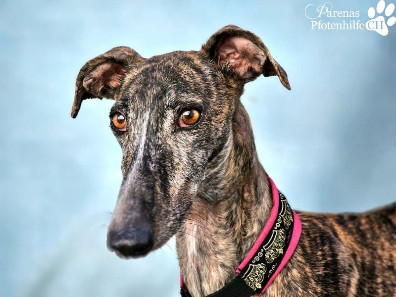 Merida ist sehr verschmust und fröhlich, braucht anfangs  Zeit