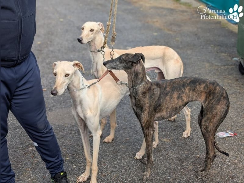 Lars ist ein fröhlicher Galgorüde mit einem sanften Herz