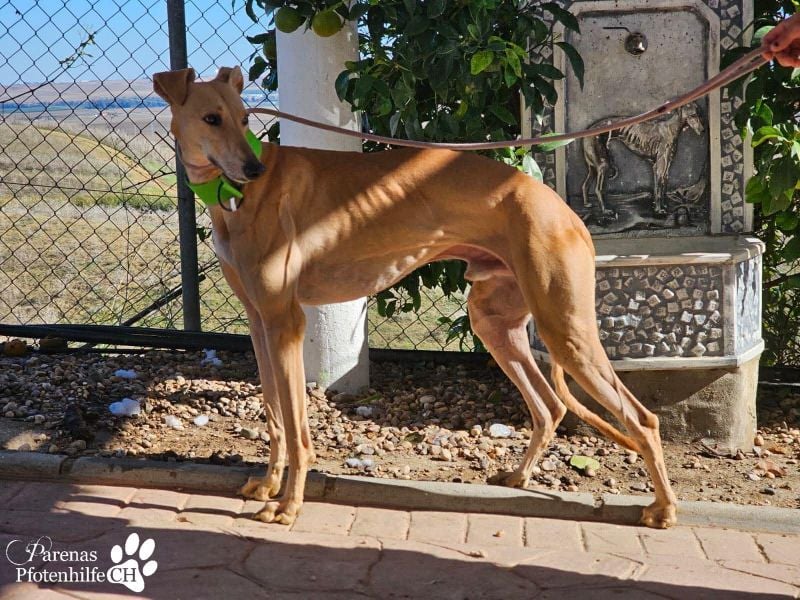 Ken ist freundlich, eher ruhig, braucht anfangs Zeit