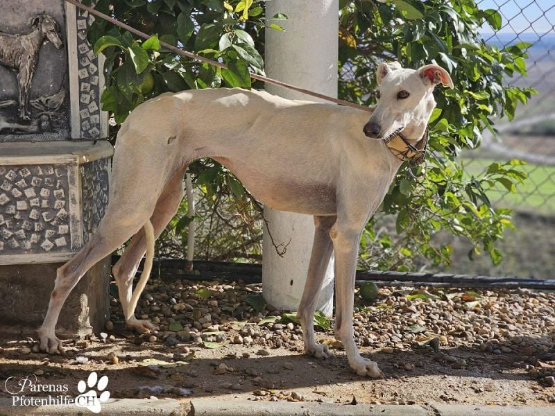 Jana ist derzeit noch schüchtern und unsicher