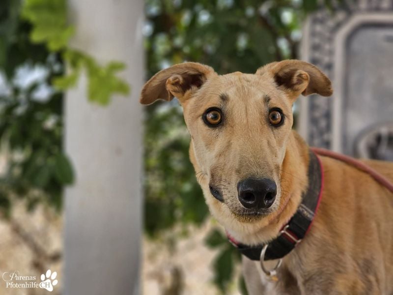 Tarugo ist ein freundlicher, aufgeschlossener Galgo