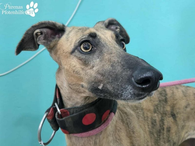 Kiki ist fröhlich und verspielt, anfangs schüchtern