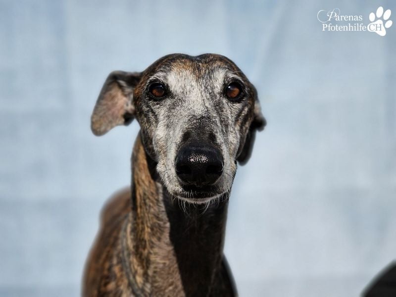 Tagres-Anfängergalgo- sehr menschenbezogen und freundlich