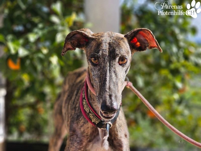 Merida ist sehr verschmust und fröhlich, braucht anfangs  Zeit