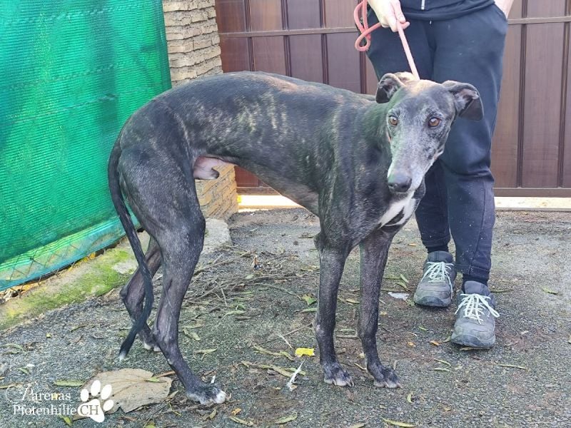 Luigi ist ein Schatz, anfangs etwas schüchtern, öffnet sich aber schnell