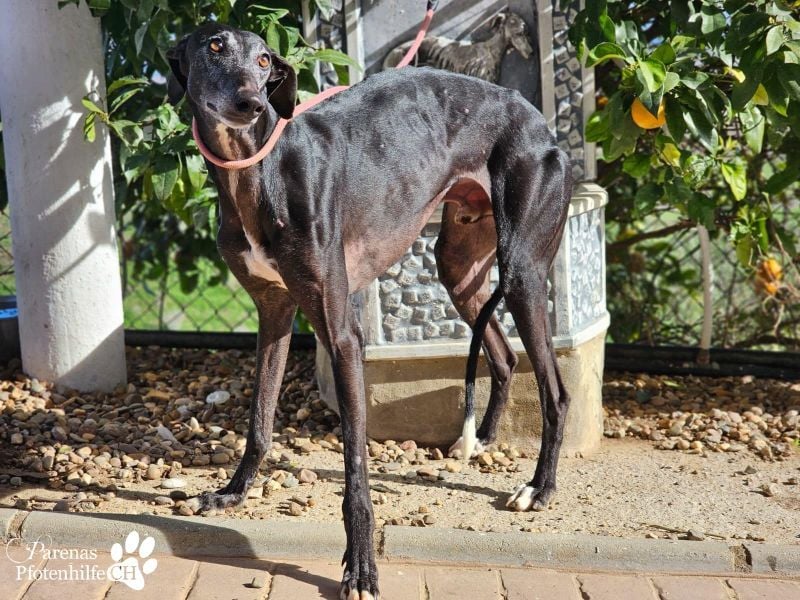 Kazar ist freundlich und verspielt, anfangs unterwürfig