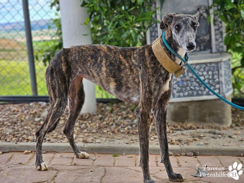 Lambada braucht Zeit und Geduld