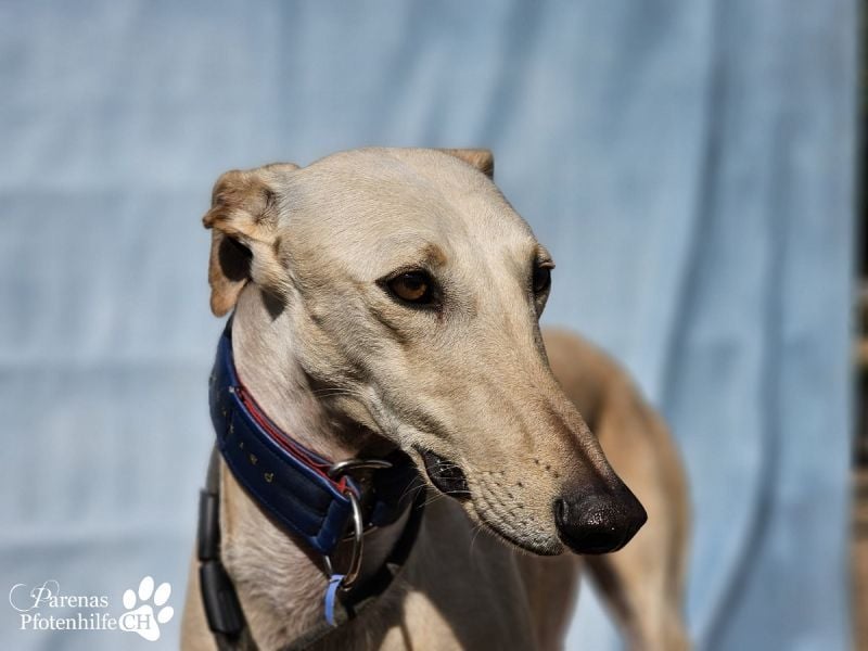 Lulea ist fröhlich und verschmust, braucht anfangs Zeit