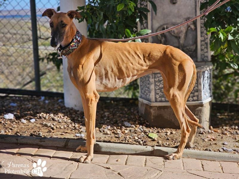 Kanoa ist eine wunderschöne Galga, anfangs ist sie unsicher