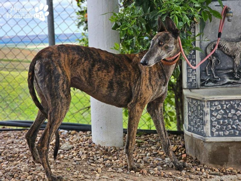 Magnus hat ein ruhiges, schüchternes Wesen