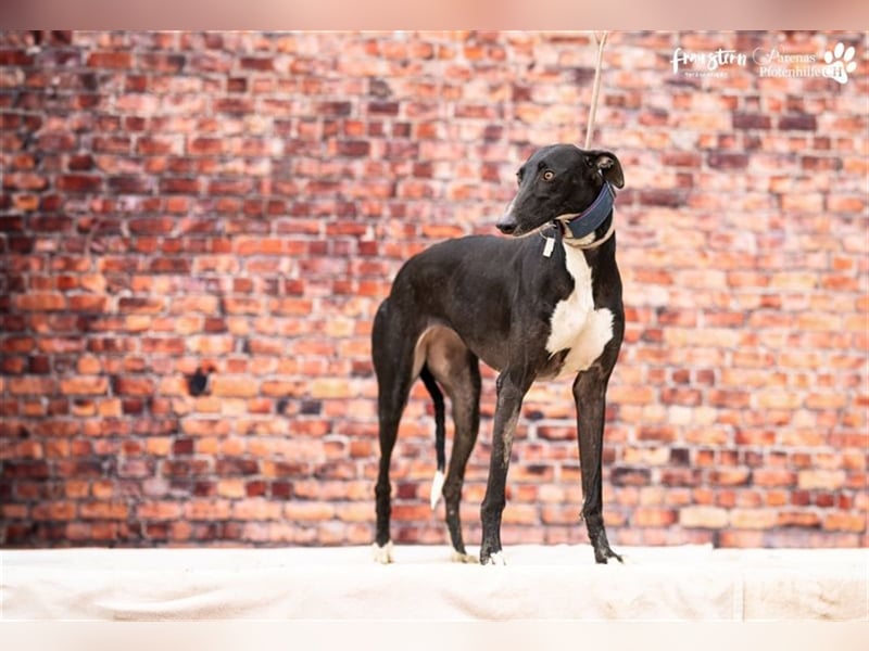 Nebula ist noch zurückhaltend und schüchtern