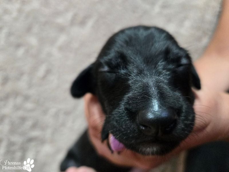Rubino ist ein aufgeweckter, verschmuster Galgo Welpe