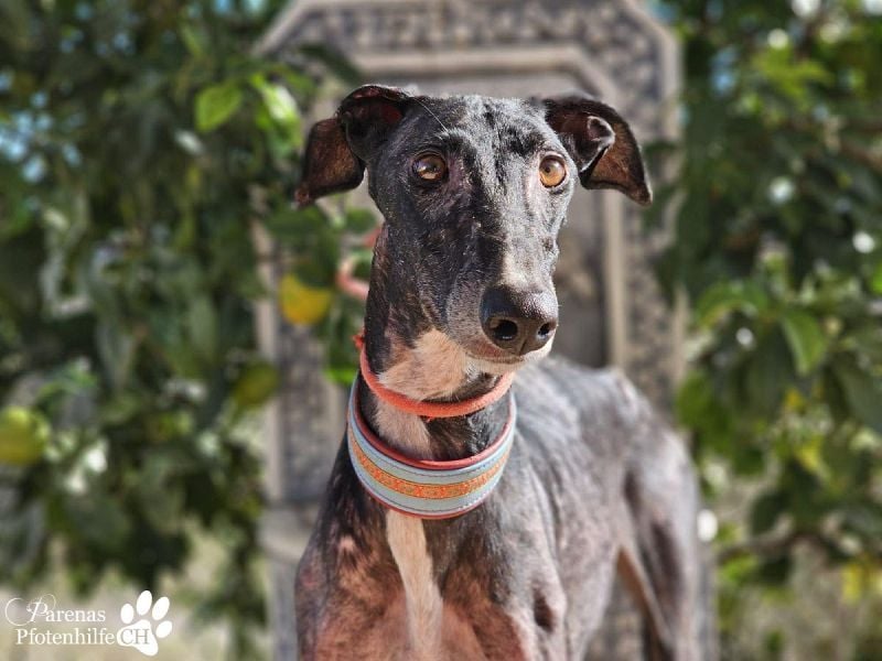 Kazim ist fröhlich, verschmust, ruhig und ausgeglichen