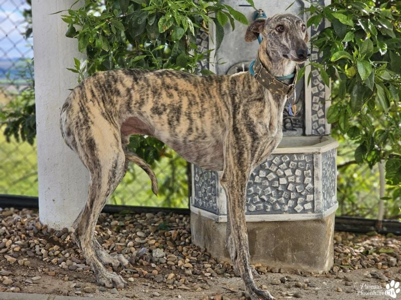 Manfred ist ein fröhlicher Galgo, anfangs schüchtern