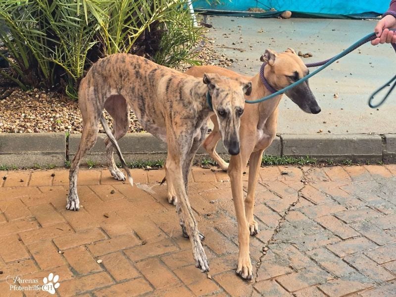 Karo ist menschenbezogen, braucht anfangs aber Zeit