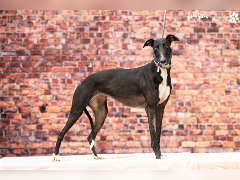 Nebula ist noch zurückhaltend und schüchtern