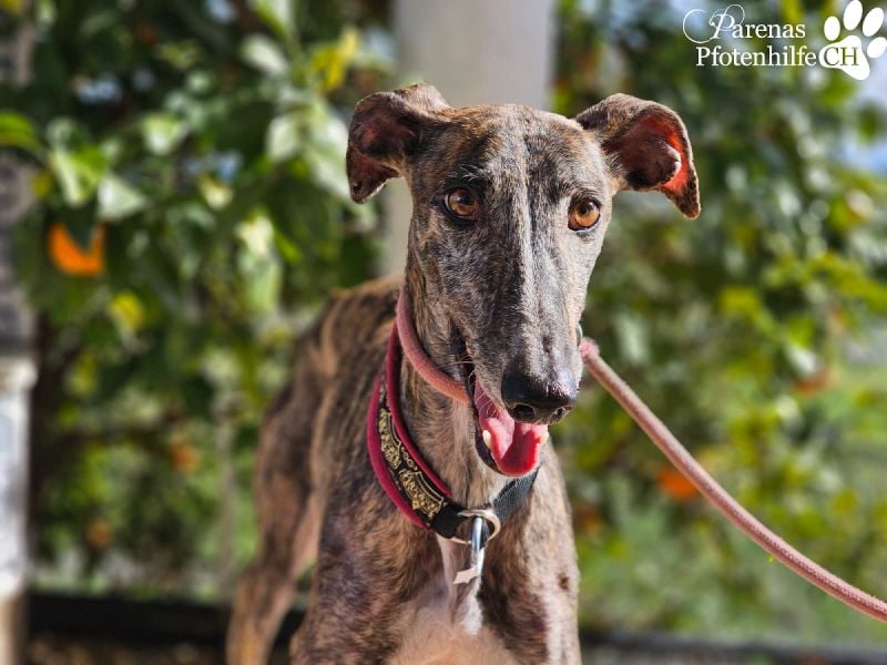 Merida ist sehr verschmust und fröhlich, braucht anfangs  Zeit