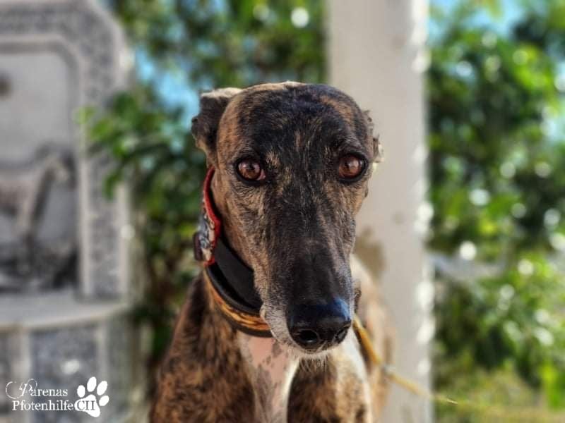 Holidays ist bereits in Deutschland