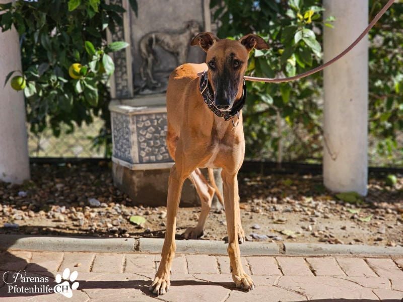 Kanoa ist jung,  verschmust, anfangs etwas zurückhaltend