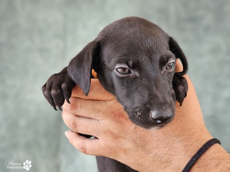 Rubino ist ein aufgeweckter, verschmuster Galgo Welpe
