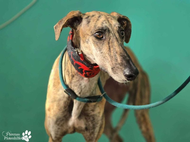 Karo ist menschenbezogen, braucht anfangs aber Zeit