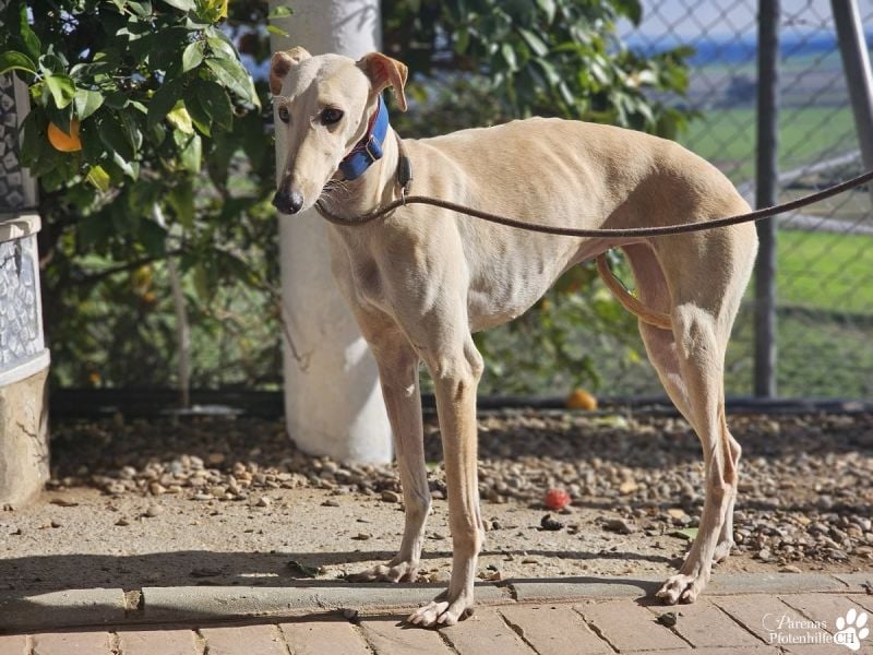 Lulea ist fröhlich und verschmust, braucht anfangs Zeit