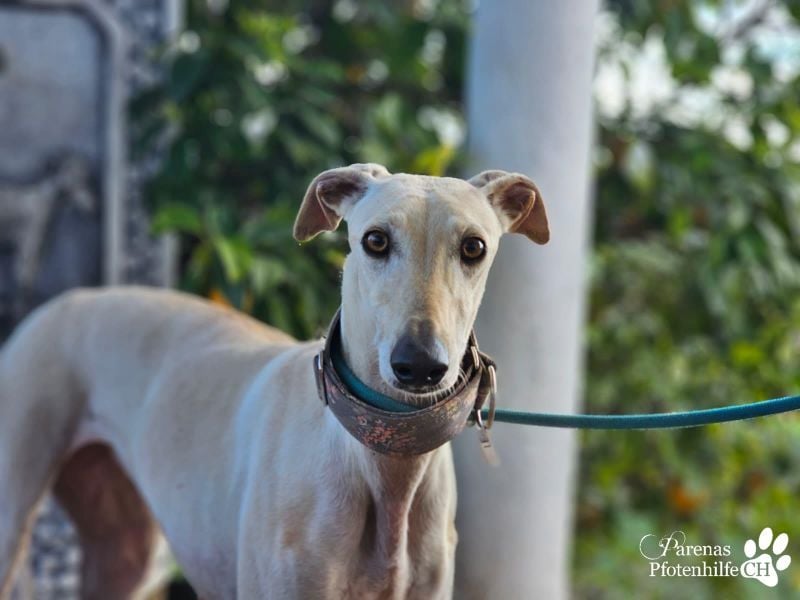 Lea ist fröhlich und hat eine tolle Ausstrahlung , braucht anfangs Zeit