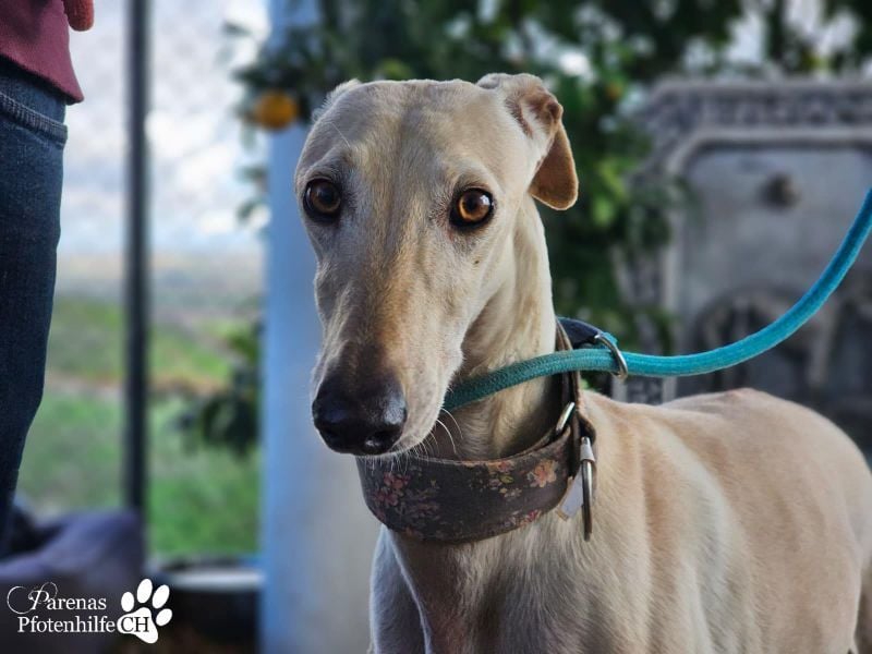 Lea ist fröhlich und hat eine tolle Ausstrahlung , braucht anfangs Zeit