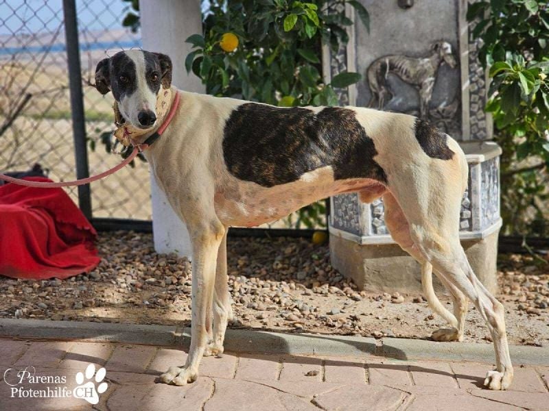 Jamal ist fröhlich und menschenbezogen, anfangs unterwürfig