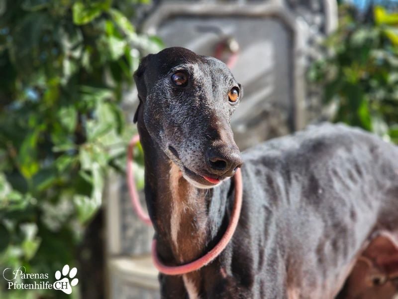 Kazar ist freundlich und verspielt, anfangs unterwürfig