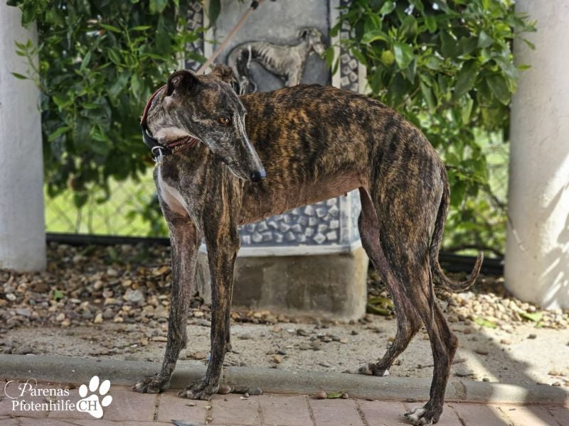 Merida ist sehr verschmust und fröhlich, braucht anfangs  Zeit