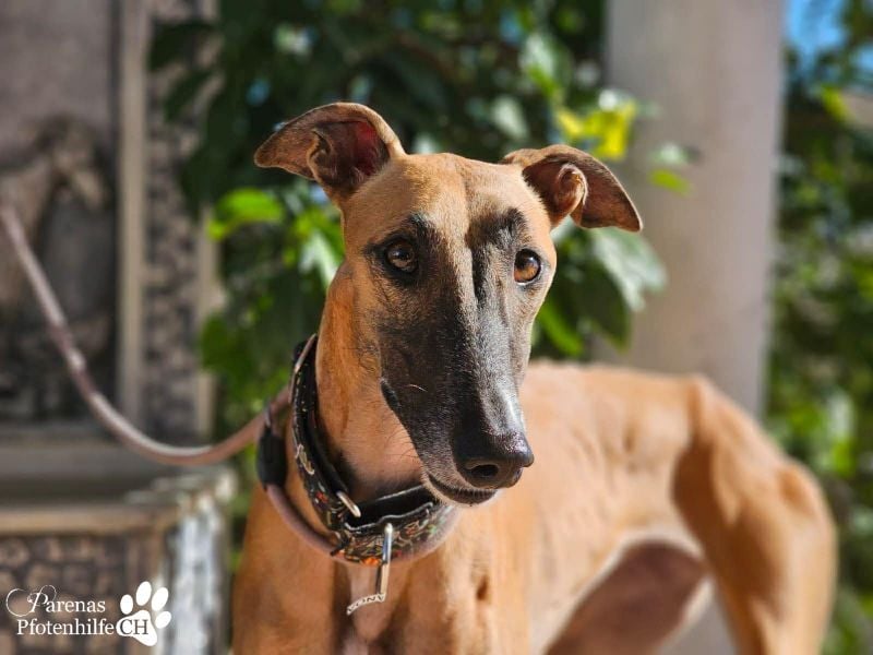 Kanoa ist eine wunderschöne Galga, anfangs ist sie unsicher