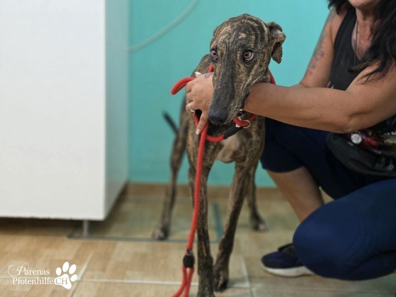 Valais ist ein offener Galgo, verschmust, menschenbezogen, unkompliziert
