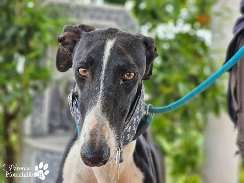 Madlen, wunderschön, sanftes Wesen, braucht anfangs etwas Zeit