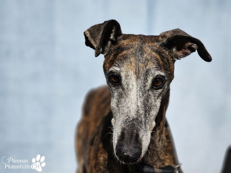 Tagres-Anfängergalgo- sehr menschenbezogen und freundlich