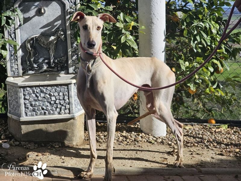 Lars ist ein fröhlicher Galgorüde mit einem sanften Herz