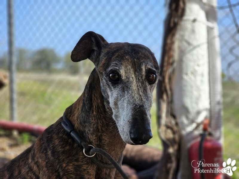 Tagres-Anfängergalgo- sehr menschenbezogen und freundlich