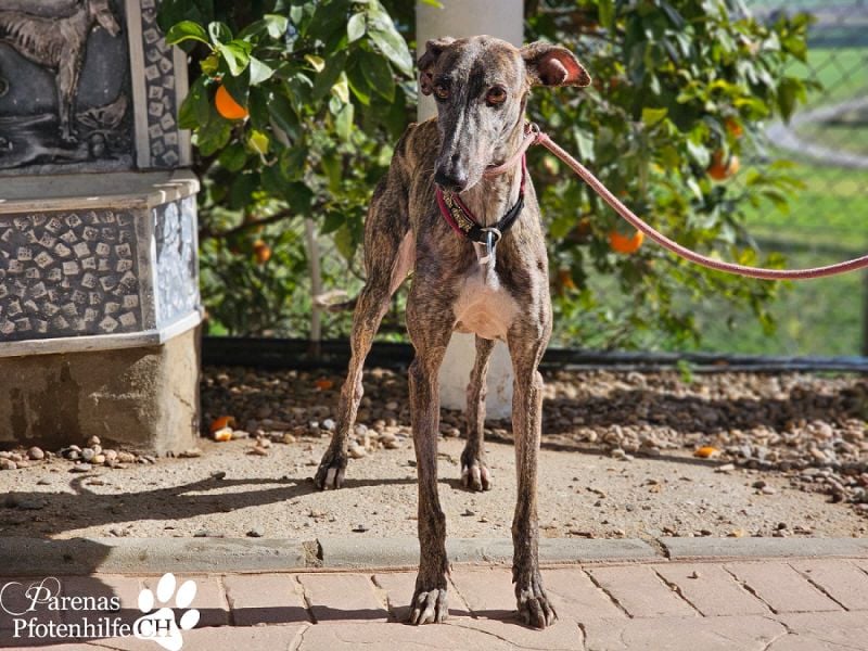 Merida ist sehr verschmust und fröhlich, braucht anfangs  Zeit