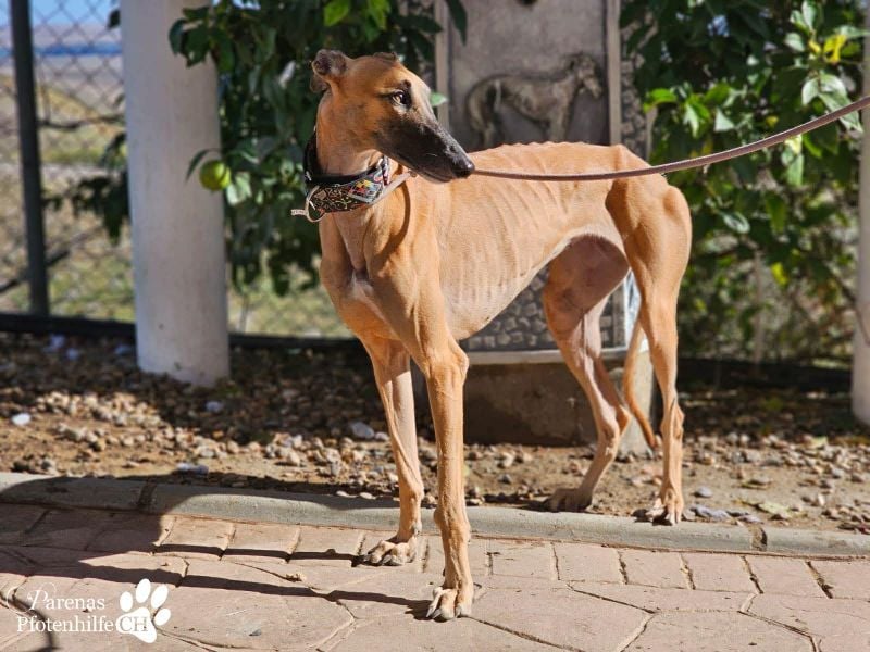 Kanoa ist eine wunderschöne Galga, anfangs ist sie unsicher