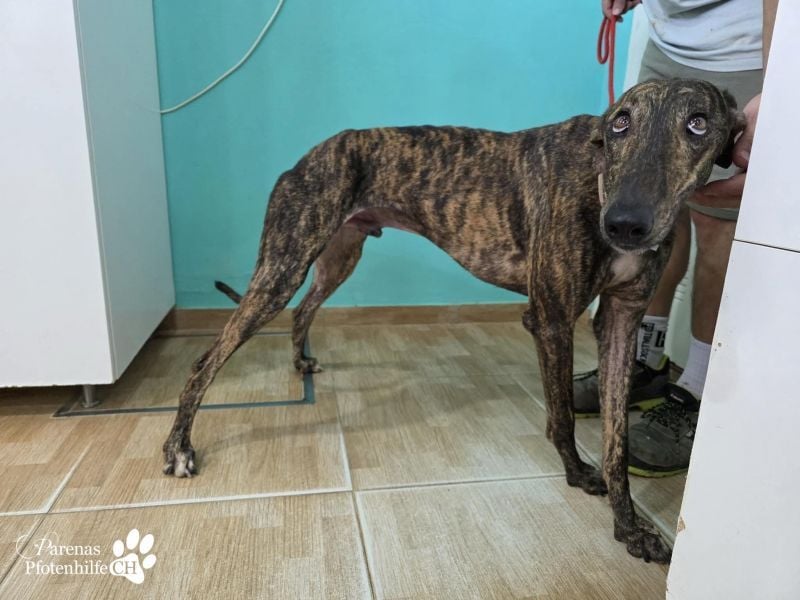 Valais ist ein offener Galgo, verschmust, menschenbezogen, unkompliziert