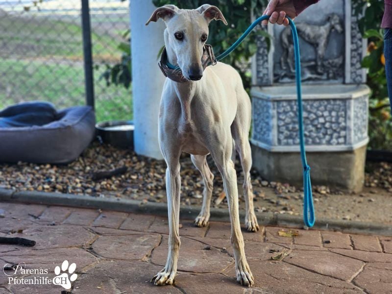 Lea ist fröhlich und hat eine tolle Ausstrahlung , braucht anfangs Zeit