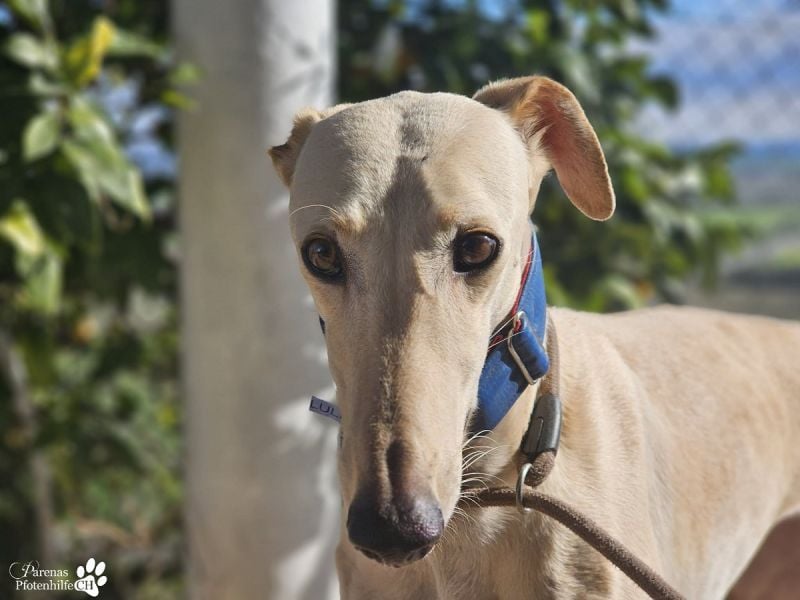 Lulea ist fröhlich und verschmust, braucht anfangs Zeit