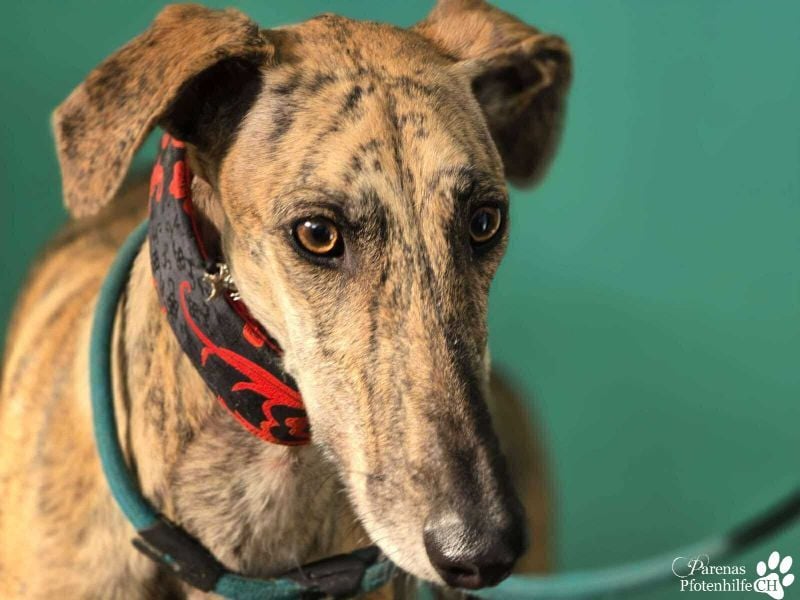 Karo ist menschenbezogen, braucht anfangs aber Zeit