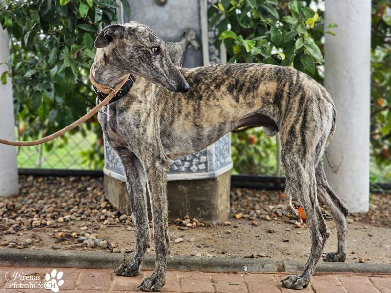 Manfred ist ein fröhlicher Galgo, anfangs schüchtern