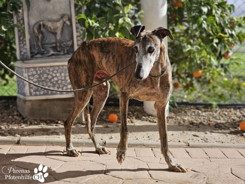 Tagres-Anfängergalgo- sehr menschenbezogen und freundlich