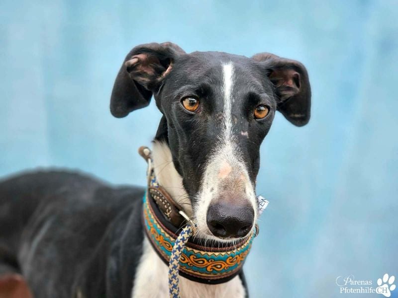 Madlen, wunderschön, sanftes Wesen, braucht anfangs etwas Zeit