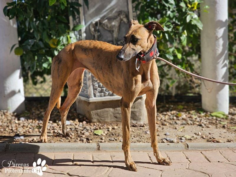 Kiki ist fröhlich und verspielt, anfangs schüchtern