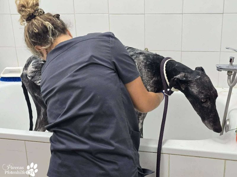 Kazim ist fröhlich, verschmust, ruhig und ausgeglichen