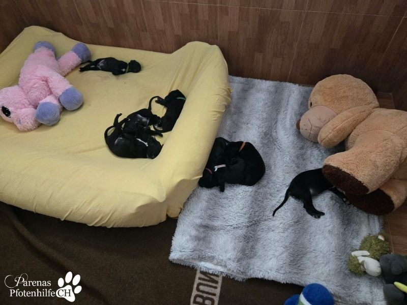 Rubino ist ein aufgeweckter, verschmuster Galgo Welpe