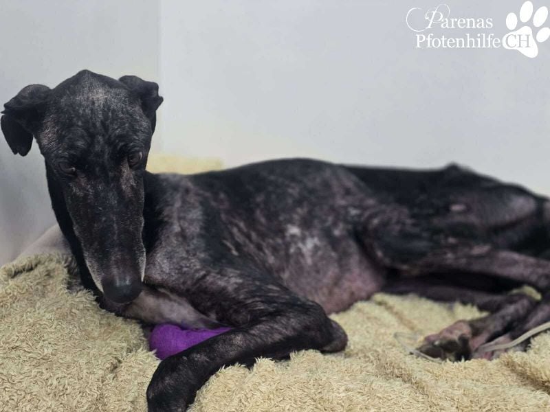 Kazim ist fröhlich, verschmust, ruhig und ausgeglichen